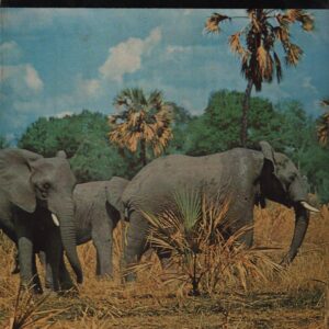 MOZAMBIQUE * Frederic P. Marjay   1963